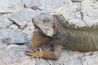 Head and shoulders of a land iguana in Guayaquil, Ecuador clipart
