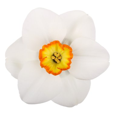 Single flower of a daffodil cultivar against a white background clipart