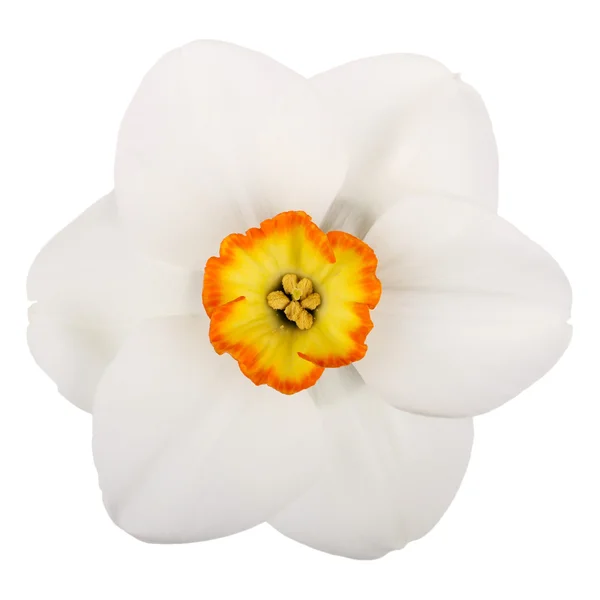 Flor única de uma cultivar de narciso contra um fundo branco — Fotografia de Stock