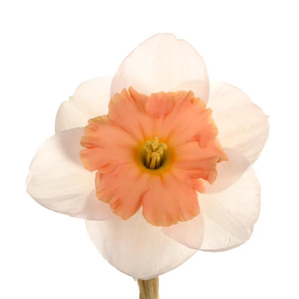 Einzelblüte einer Narzissensorte vor weißem Hintergrund — Stockfoto