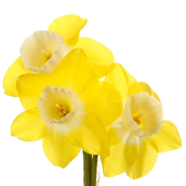 Três flores de jonquil amarelas e brancas contra um backgroun branco — Fotografia de Stock