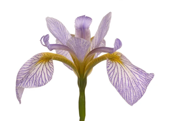 Pojedynczy kwiat niebieski i biały irys — Zdjęcie stockowe