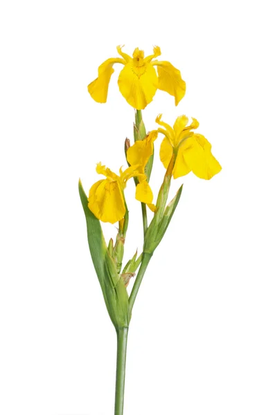 Haste e flores de Iris pseodacorus — Fotografia de Stock