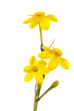 Stem of yellow jonquil flowers against a white background clipart
