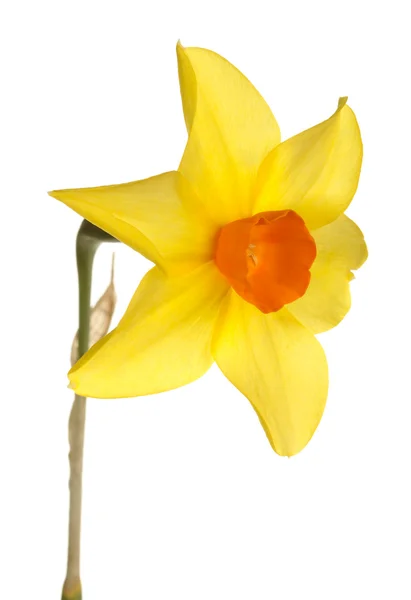 Naranja y amarillo flor de narciso sobre un fondo blanco — Foto de Stock