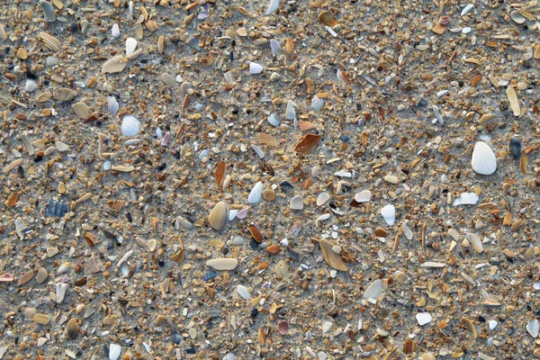 Conchas rotas y guijarros sobre fondo de arena — Foto de Stock