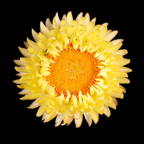 Jeden żółty strawflower na białym tle czarny — Zdjęcie stockowe