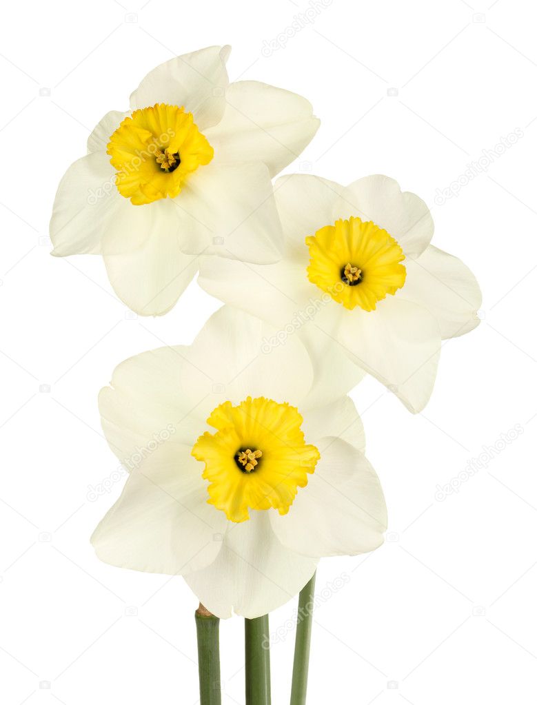 Three yellow and white daffodil flowers against a white backgrou