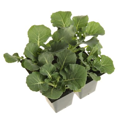 Broccoli seedlings ready for transplanting clipart