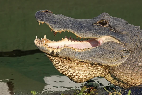 Huvudet av en amerikansk alligator — Stockfoto
