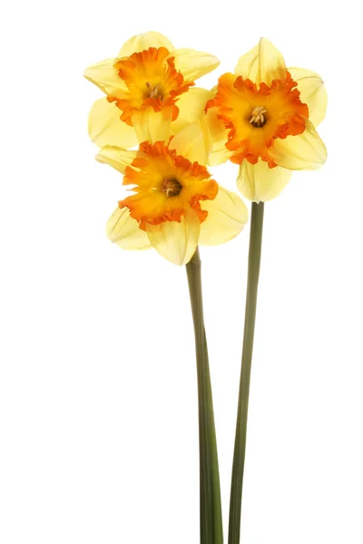 Três hastes de narcisos laranja e amarelo — Fotografia de Stock