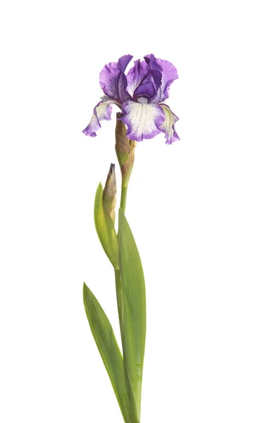 Stelo con un fiore di iris viola e bianco isolato — Foto Stock