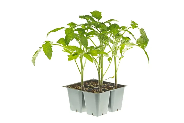 Tomato seedlings ready for transplanting — Stock Photo, Image