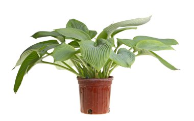 Isolated plant of a blue hosta clipart