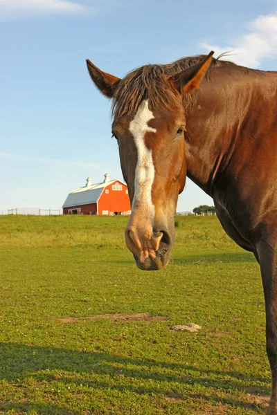 Porträtt av en häst med en lada i bakgrunden — Stockfoto