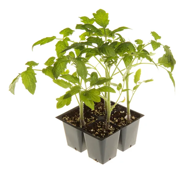 Tomato seedlings ready for transplanting square — Stock Photo, Image