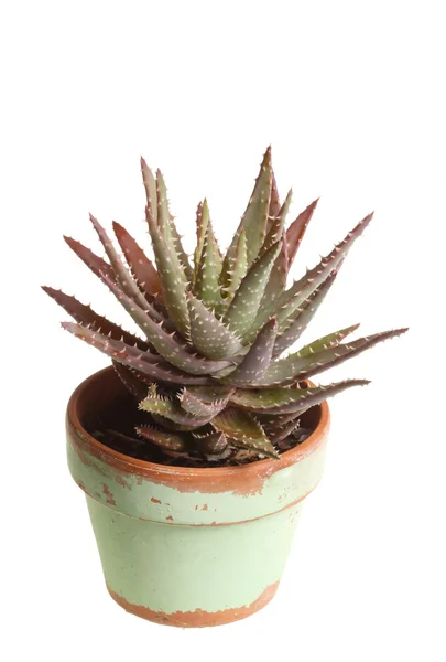 stock image Small potted aloe plant against white