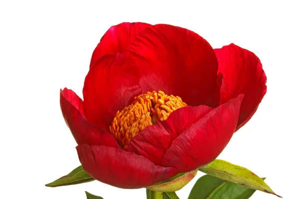 Ενιαίο κόκκινο παιωνία λουλούδι σε λευκό — Φωτογραφία Αρχείου