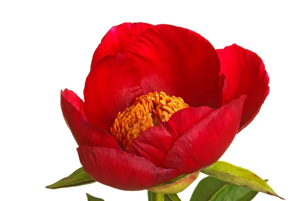 stock image Single red peony flower on white