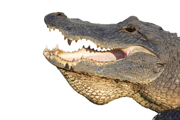 Huvudet av en amerikansk alligator isolerad på vit — Stockfoto