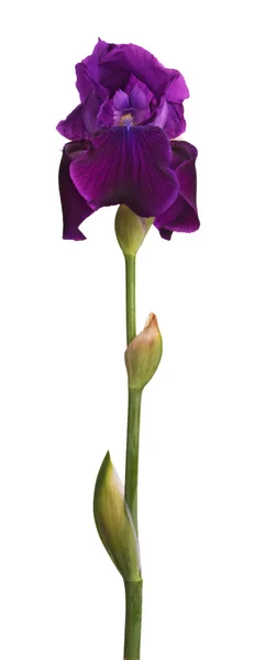 Stem and purple iris flower isolated on white — Stock Photo, Image