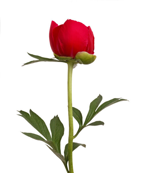 One single flower, stem and leaves of a a red peony (Paeonia lactiflora) against a white background