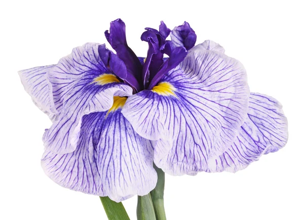 Fiore viola e bianco di un'iride giapponese — Foto Stock