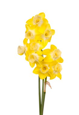 Bouquet of yellow and white jonquils clipart