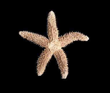 Starfish on a black background clipart