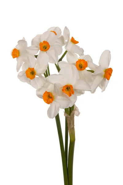 Bouquet di narcisi di tazetta arancione e bianca — Foto Stock
