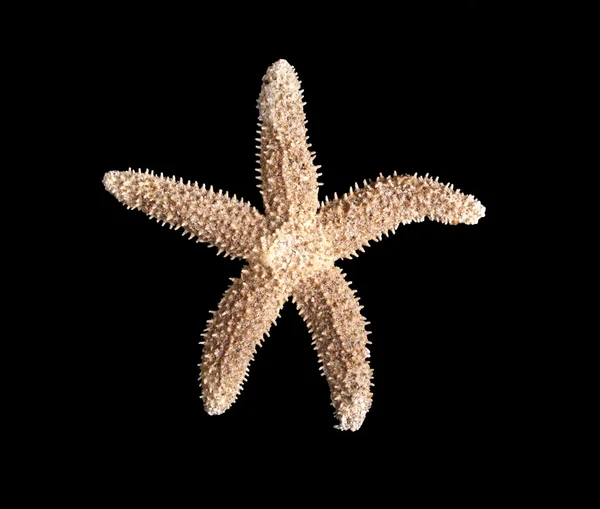 Starfish on a black background — Stock Photo, Image