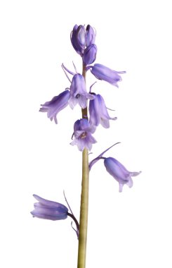 İspanyol bluebells tek kök