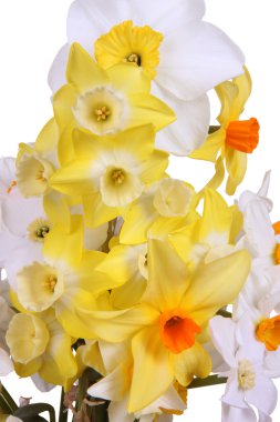 Close-up of brightly colored daffodils against a white backgroun clipart