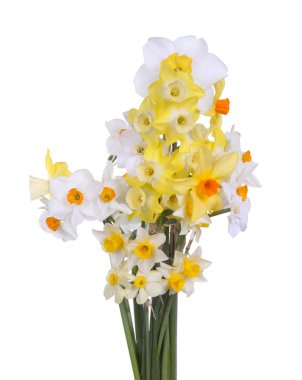 Bouquet of brightly colored daffodils against a white background clipart