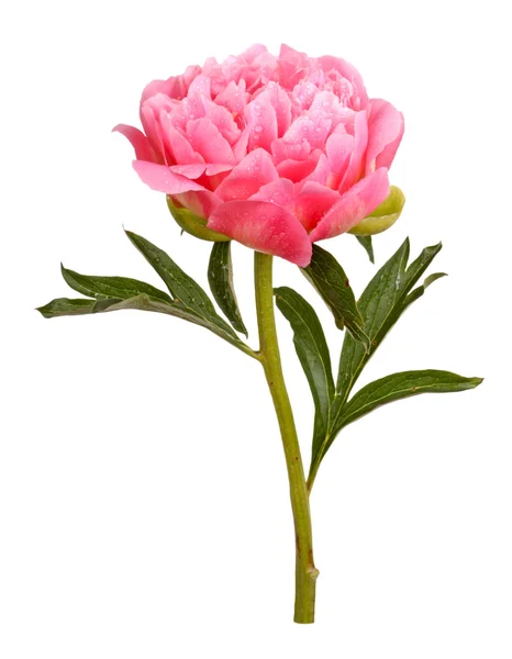 Pink peony flower, stem and leaves — Stock Photo, Image