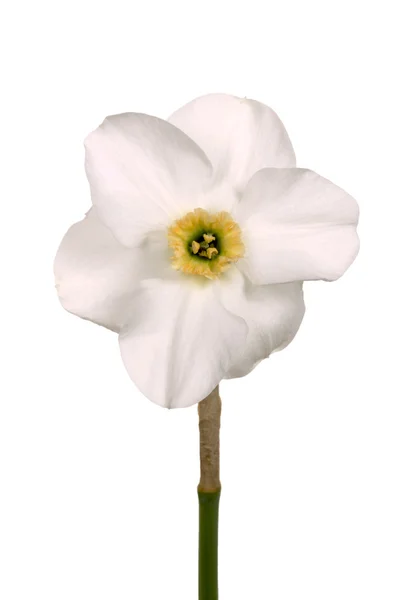 Geel en groen-cupped witte daffodil — Stockfoto