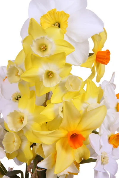Närbild av färgglada påskliljor mot en vit bak — Stockfoto