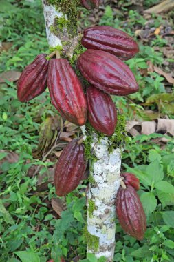 Multiple pods of Arriba cacao clipart