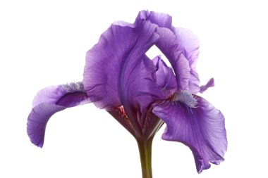 Purple flower of a dwarf bearded iris clipart