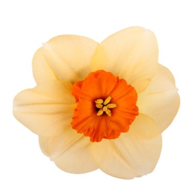 Single flower of a daffodil cultivar against a white background clipart