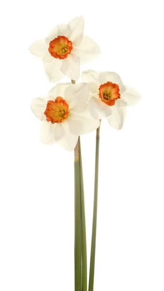 Three stems of pink and white daffodis — Stock Photo, Image
