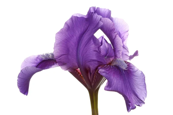 Fleur pourpre d'un iris barbu nain — Photo