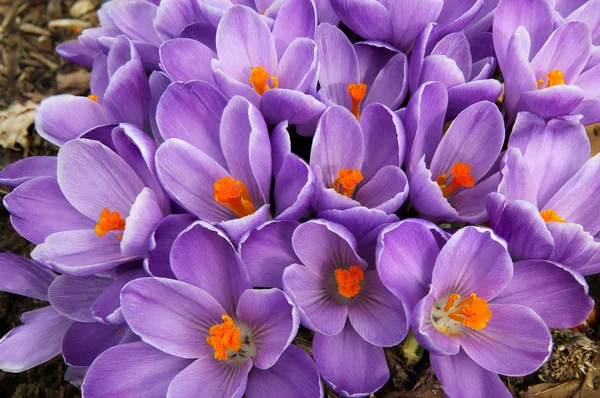 クロッカスの紫色の花の茂み — ストック写真