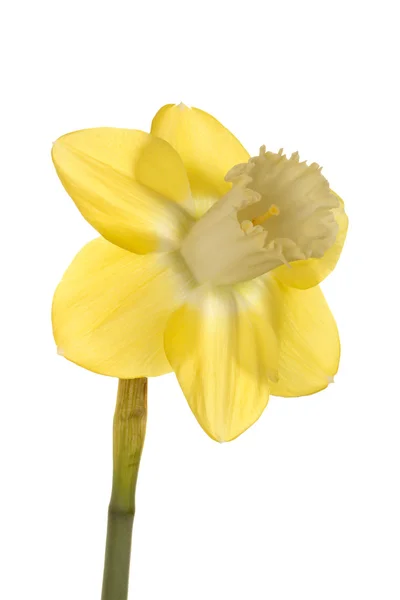 Flor única de un cultivar de narciso sobre un fondo blanco — Foto de Stock