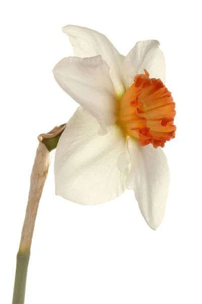 Narsissilajikkeen yksittäinen kukka valkoisella pohjalla — kuvapankkivalokuva