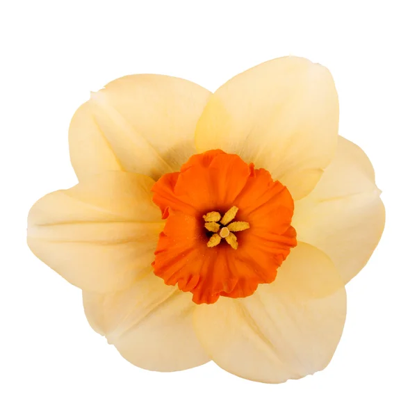 Fleur simple d'un cultivar de jonquille sur fond blanc — Photo