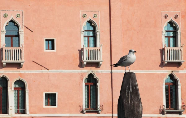 Gabbiano a Venezia — Foto Stock