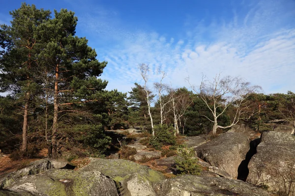 A floresta de Fontainebleau — Fotografia de Stock