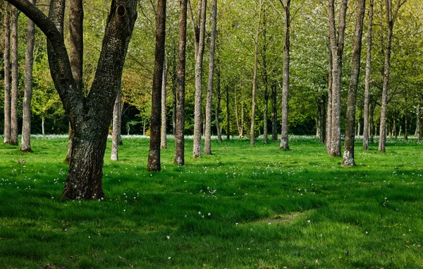 Las wiosenny — Zdjęcie stockowe