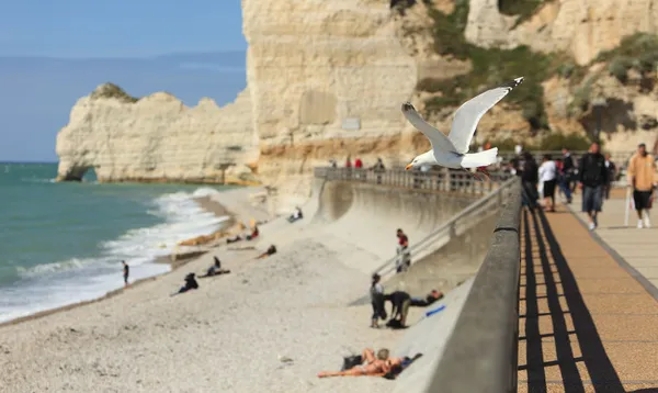 A gull flying over the beach on La Falaise de Amont — Stock Photo, Image